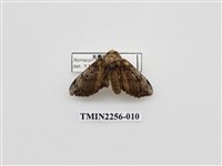 藏品(朴娜舟蛾)的圖片